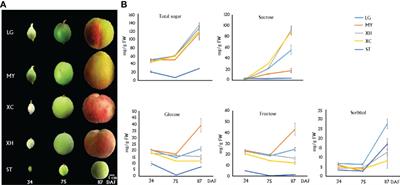 Two vacuolar invertase inhibitors PpINHa and PpINH3 display opposite effects on fruit sugar accumulation in peach